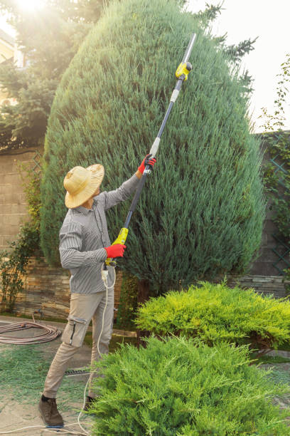 Best Tree Mulching  in Concord, AL